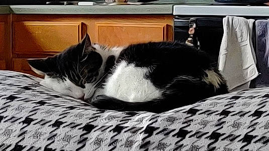 Pinto is registered to the contest to win money with this photo: bedding, carnivore, cat, claw, comfort, domestic_short_haired_cat, felidae, fur, home, linens, monochrome_photography, nap, paw, room, sleep, small_to_medium_sized_cats, snout, tail, whiskers, wood