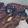 animal, bed, black_and_tan, blanket, brown_blanket, canine, comfort, cozy, curled_tail, dog, fur, fur_texture, home, indoor, paw, pet, quiet, relaxing, resting, sleepy
