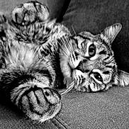 Luffy participe au concours pour gagner de l'argent avec cette photo : cat, tabby, paw, couch, feline, closeup, black_and_white, fur, whiskers, relaxed, pet, animal, indoor, texture, striped, portrait, cute, resting, soft, sleepy