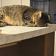 Tilín is registered to the contest to win money with this photo: animal, cat, closed_eyes, cozy, ears, home, indoors, kitchen, lying_down, marble_countertop, paws, pet, relaxed, resting, sleeping, striped_fur, sunlight, tabby_cat, warm_lighting, whiskers