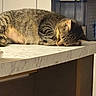 cat, tabby_cat, sleeping, resting, lying_down, striped_fur, pet, animal, marble_countertop, kitchen, indoors, warm_lighting, sunlight, relaxed, closed_eyes, whiskers, ears, paws, home, cozy