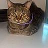Tilín is registered to the contest to win money with this photo: alert, animal, cat, close_up, collar, ears, feline, floor, fur, golden_eyes, home, indoors, loaf_position, pet, portrait, purple_collar, sitting, striped_fur, tabby, whiskers