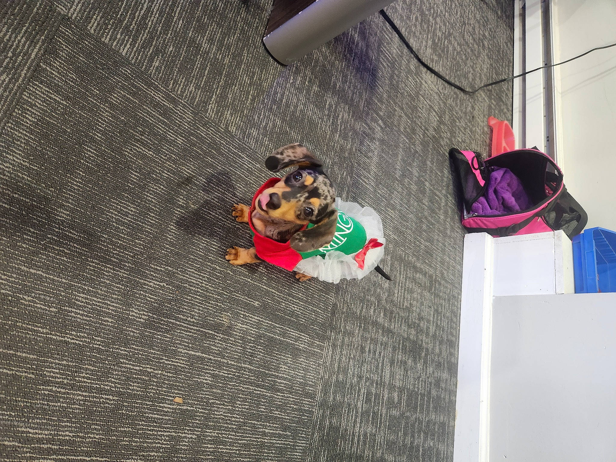 Daisy Duke is registered to the contest to win money with this photo: bag, brown, carmine, carnivore, collar, companion_dog, dog, dog_breed, dog_collar, dog_supply, eyewear, fashion_accessory, fawn, flooring, luggage_and_bags, magenta, pattern, pet_supply, sporting_group, wood