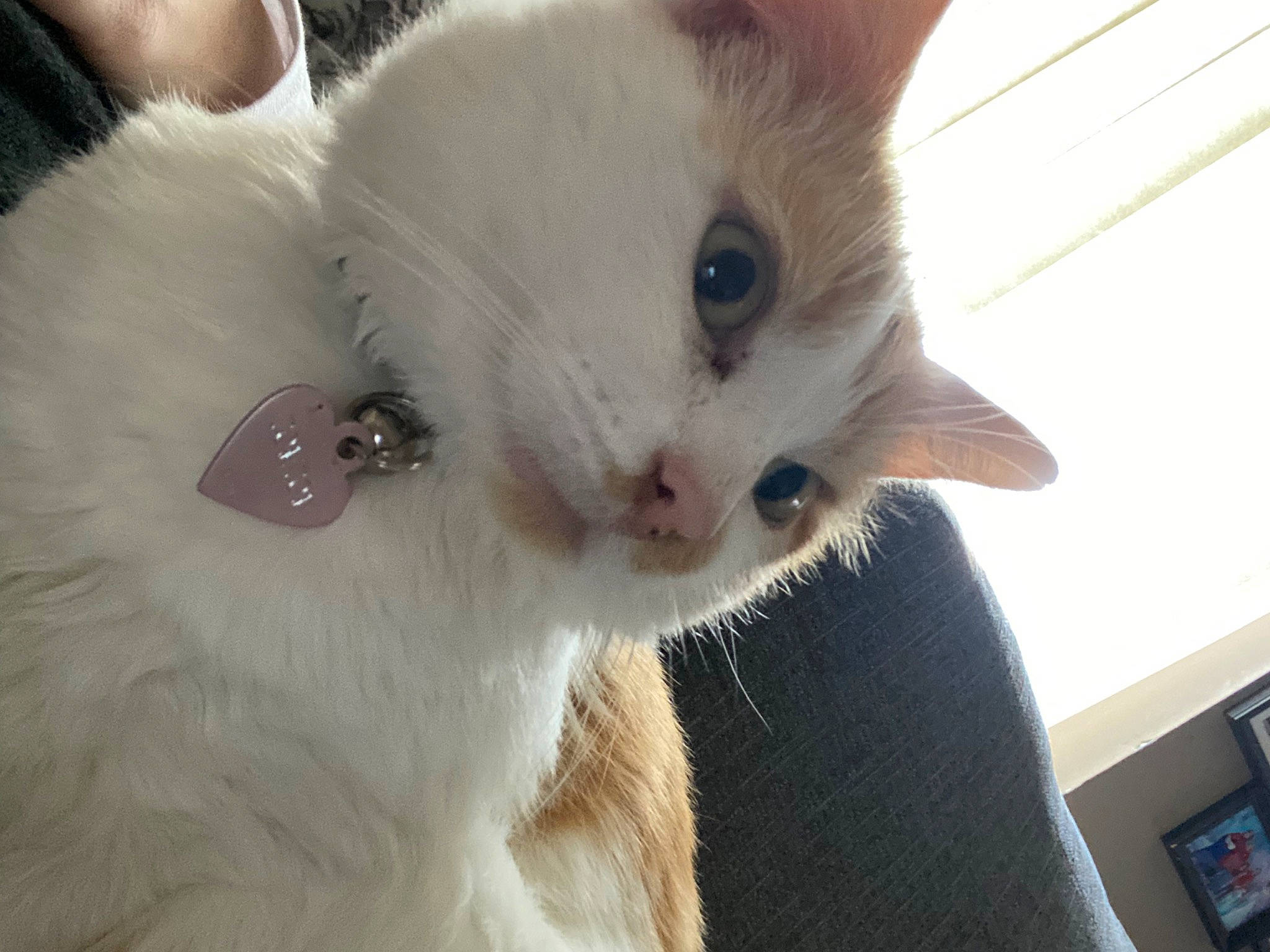 Tom Tom joined the competition — help win amazing prizes! carnivore, cat, claw, collar, domestic_short_haired_cat, eyelash, fawn, felidae, fur, paw, small_to_medium_sized_cats, snout, tail, terrestrial_animal, whiskers