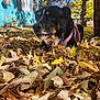 Lucy joined the competition — help win amazing prizes! dog, autumn, leaves, outdoor, pet, fall, nature, canine, pink_harness, tree, house, sunlight, yard, fence, black_dog, brown_dog, closeup, daytime, leaf_pile, portrait