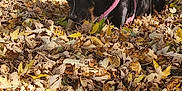 Lucy is registered to the contest to win money with this photo: dog, black_dog, pink_harness, autumn_leaves, fallen_leaves, backyard, flower_pots, blue_shed, sunlight, outdoor, nature, grass, tree_shadows, leaves, pet, animal, leash, relaxing, fall, daytime
