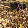 dog, black_dog, pink_harness, autumn_leaves, fallen_leaves, backyard, flower_pots, blue_shed, sunlight, outdoor, nature, grass, tree_shadows, leaves, pet, animal, leash, relaxing, fall, daytime