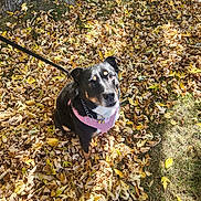 Lucy joined the competition — help win amazing prizes! dog, leaves, autumn, tree_trunk, outdoor, sunlight, black_dog, pink_harness, grass, pet, nature, fall, canine, looking_up, daylight, animal, leash, park, seasonal, close_up