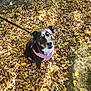 dog, leaves, autumn, tree_trunk, outdoor, sunlight, black_dog, pink_harness, grass, pet, nature, fall, canine, looking_up, daylight, animal, leash, park, seasonal, close_up