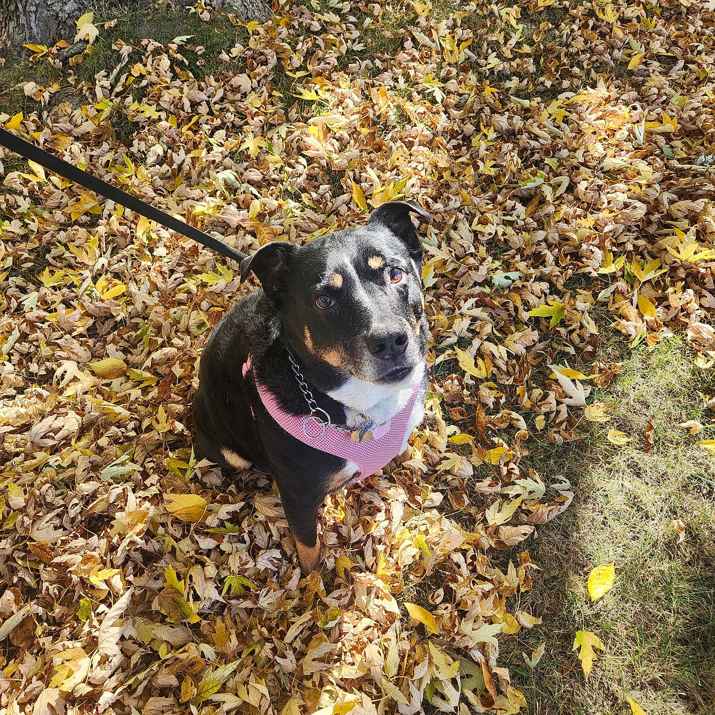 Lucy