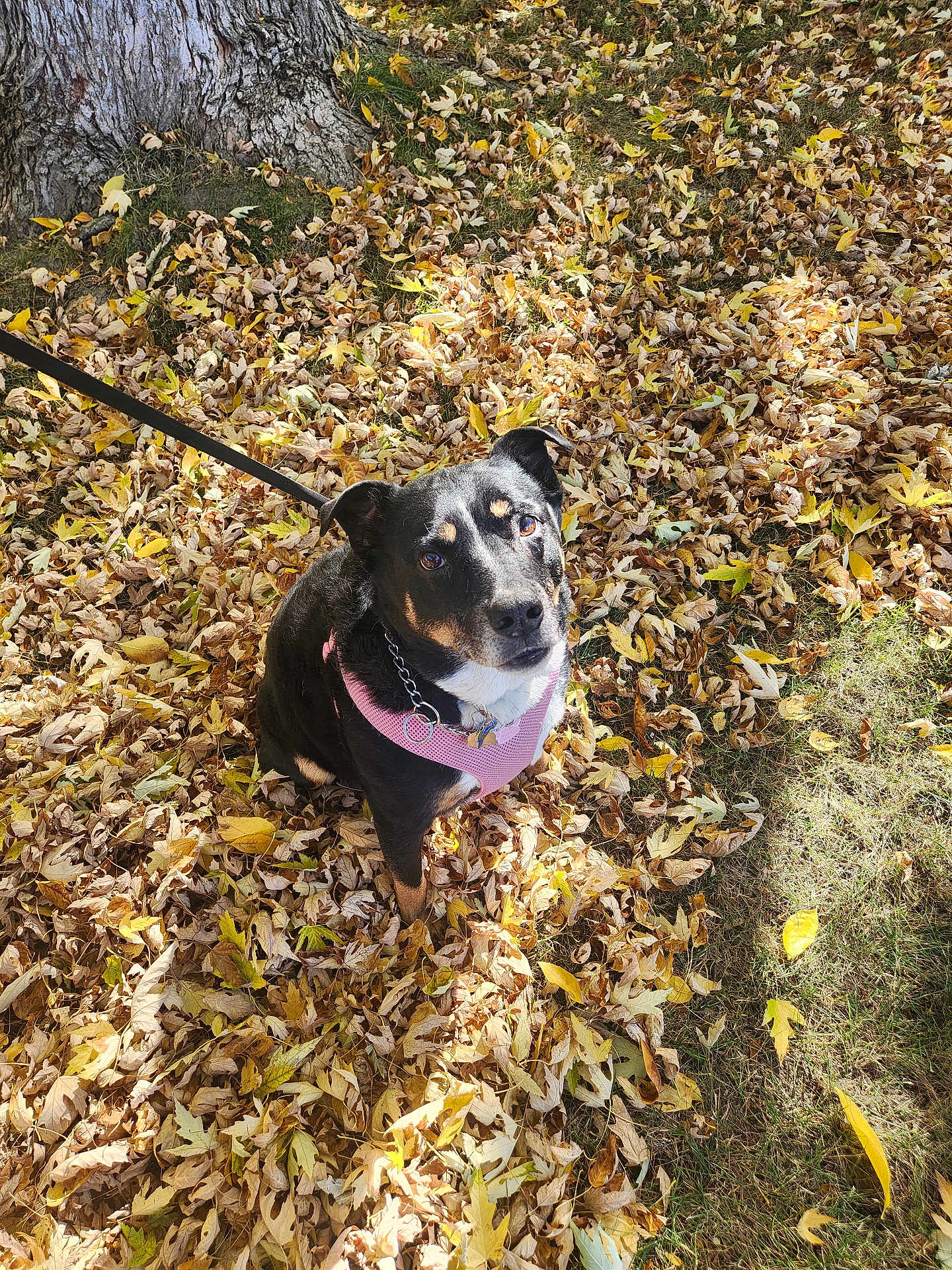 Lucy