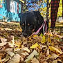 Lucy is registered to the contest to win money with this photo: dog, leaves, autumn, outdoor, tree, person, pants, leash, harness, house, flower_pot, sunlight, shadow, nature, fall, yellow_leaves, black_dog, blue_sky, ground, walking