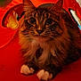 Dragonfly is registered to the contest to win money with this photo: animal, cat, closeup, collar, curious, cute, domestic_cat, eyes, feline, fluffy, fur, indoor, orange_tunnel, paws, pet, playful, portrait, resting, tabby, whiskers