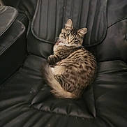 Dragonfly joined the competition — help win amazing prizes! animal, cat, comfortable, cozy, curious, cute, ears, feline, fur, home, indoor, leather_chair, looking_back, pet, relaxed, resting, sitting, tabby, tail, whiskers