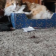 Gizmo joined the competition — help win amazing prizes! animal, box, carpet, carpeted_floor, cat, closeup, constellation_pattern, cozy, curious, cute, domestic, feline, fluffy, home, indoor, light, pet, relaxed, resting, wooden_furniture