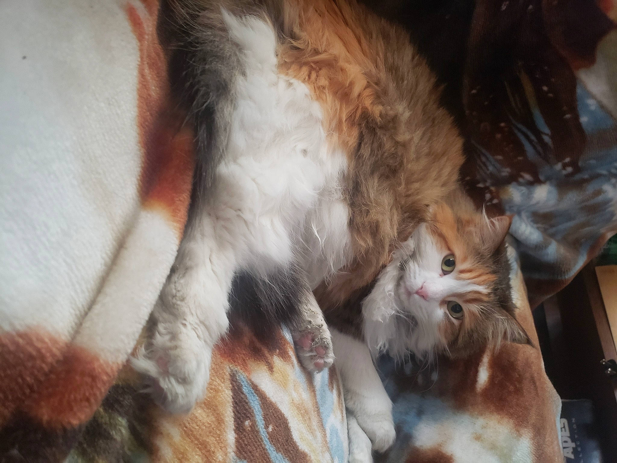 Gizmo