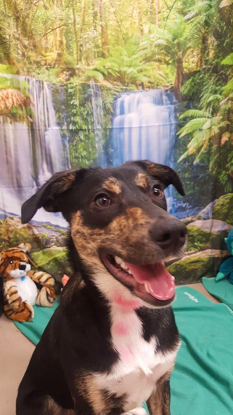 Suka joined the competition — help win amazing prizes! carnivore, collar, companion_dog, dog, dog_breed, dog_collar, fawn, forest, green, landscape, leash, natural_landscape, plant, snout, sporting_group, tree, water, waterfall, whiskers, working_animal