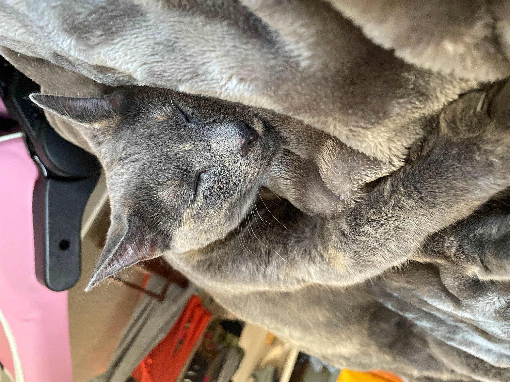 Sage joined the competition — help win amazing prizes! dog_breed, fawn, felidae, fur, grey, pack_animal, snout, terrestrial_animal, whiskers, wildlife, working_animal, wrinkle