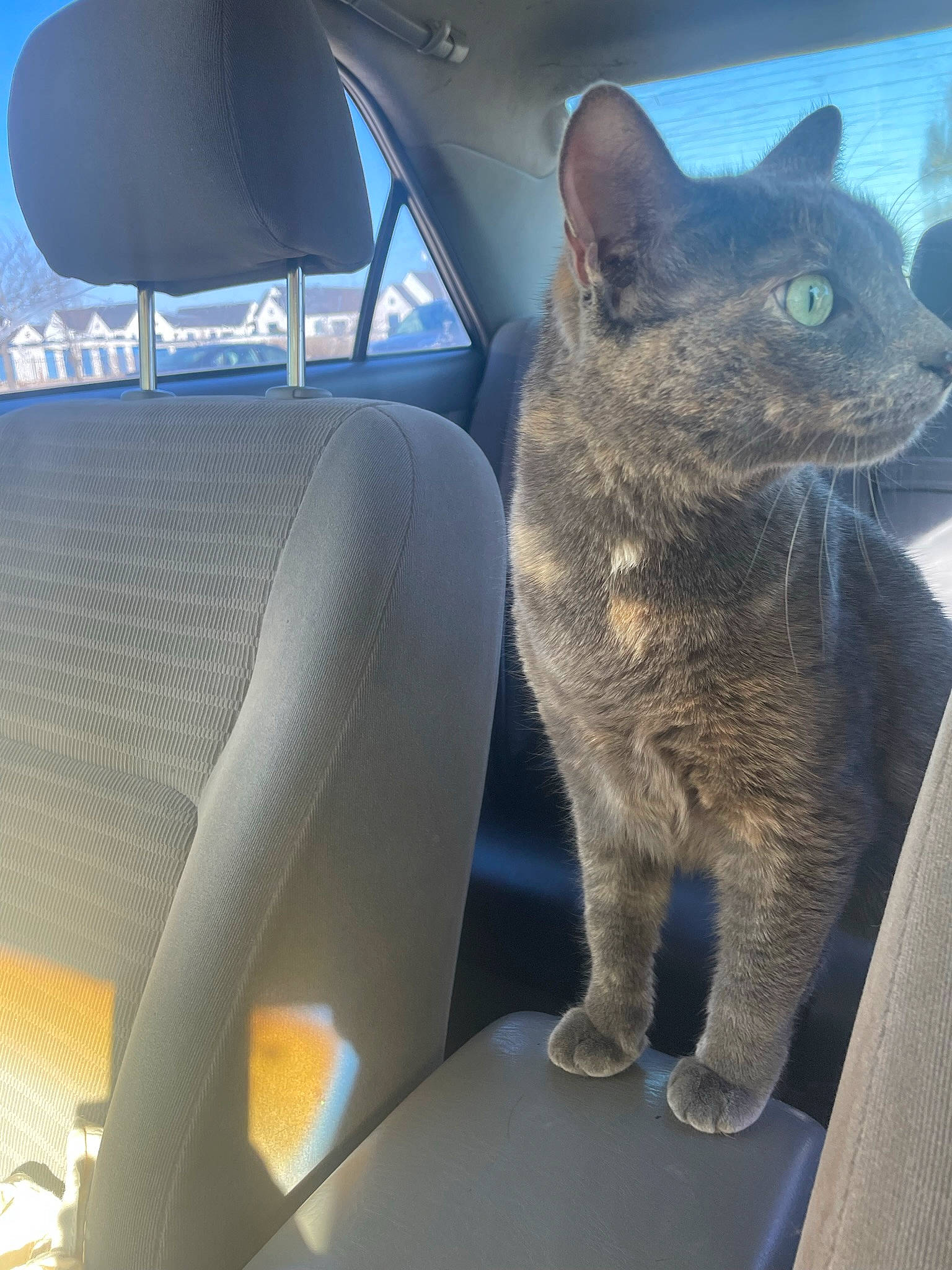 Sage is registered to the contest to win money with this photo: automotive_design, automotive_mirror, car, carnivore, cat, comfort, fawn, felidae, hood, human_leg, russian_blue, small_to_medium_sized_cats, snout, steering_wheel, tail, tints_and_shades, vehicle, vehicle_door, whiskers, window