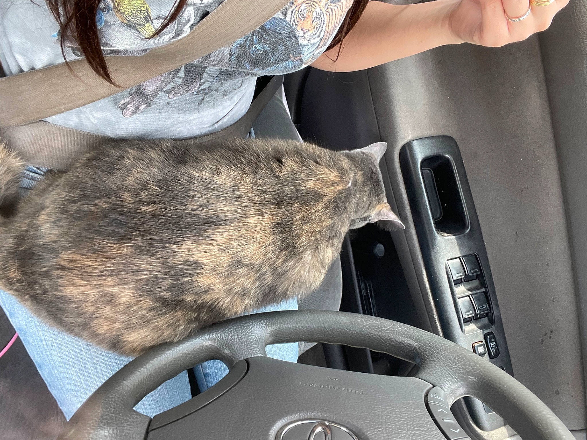 Sage is registered to the contest to win money with this photo: auto_part, automotive_design, automotive_exterior, automotive_mirror, automotive_tire, automotive_wheel_system, automotive_window_part, family_car, felidae, fur, human_leg, metal, motor_vehicle, nail, personal_luxury_car, steering_wheel, vehicle, vehicle_door, whiskers, windshield