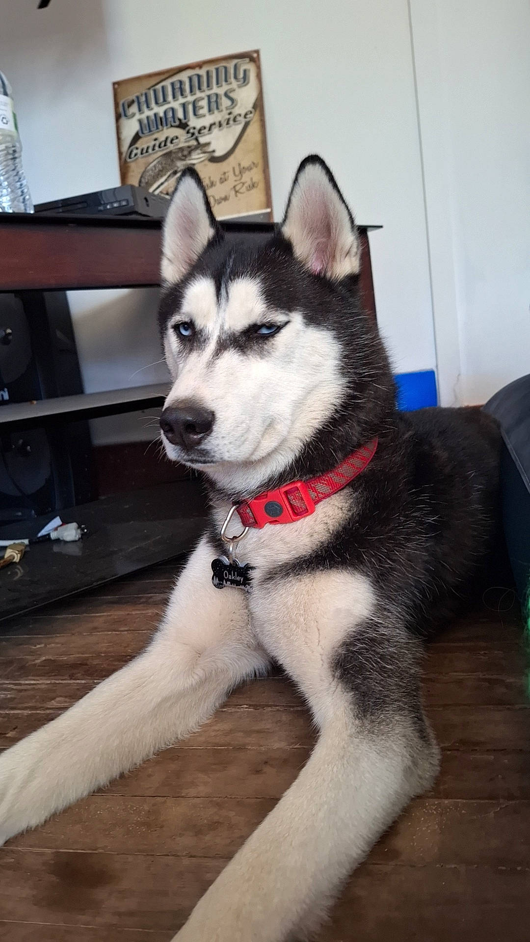 Oakley joined the competition — help win amazing prizes! art, canidae, canis, carnivore, collar, companion_dog, dog, dog_breed, fur, jaw, siberian_husky, sled_dog, snout, sporting_group, tail, terrestrial_animal, whiskers, window, working_animal, working_dog