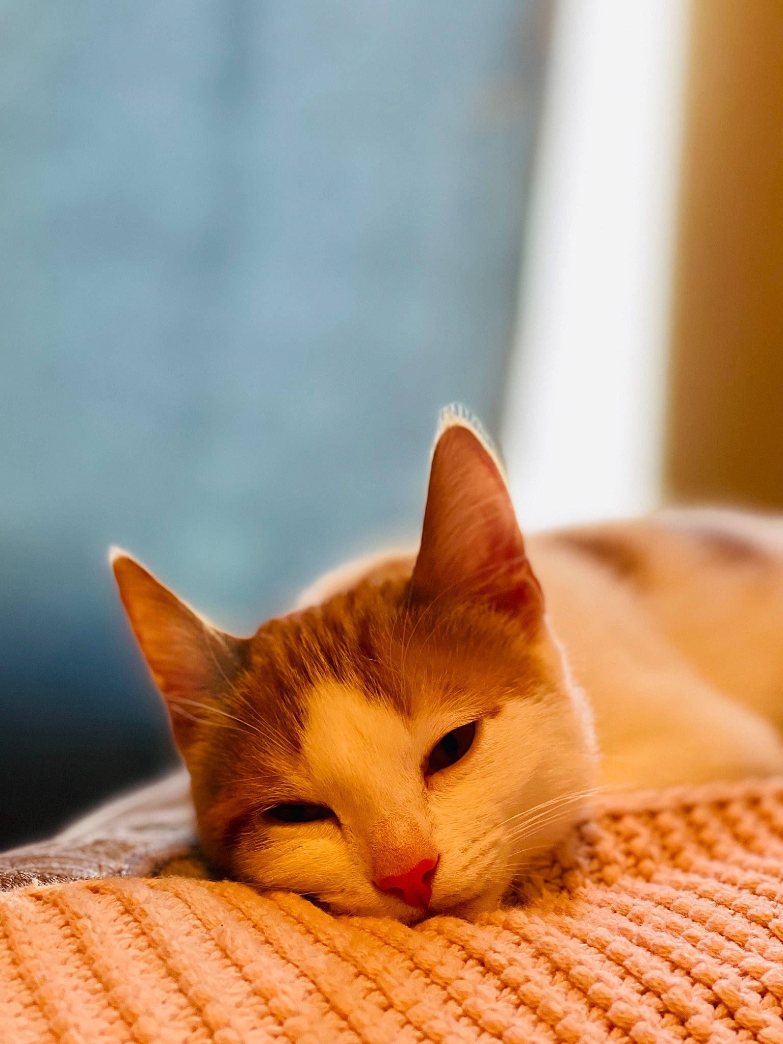 Akira joined the competition — help win amazing prizes! carmine, carnivore, cat, comfort, domestic_short_haired_cat, fawn, felidae, fur, hardwood, linens, nap, paw, small_to_medium_sized_cats, snout, tail, whiskers, wildlife, wood