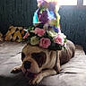 O'Pit a rejoint le concours — aidez-le/la à gagner de superbes lots ! dog, bed, hat, feathers, flowers, unicorn, stuffed_toy, indoor, resting, animal, pet, decorative, colorful, fabric, fur, cute, expression, home, patterned_wallpaper, pillow