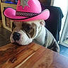 O'Pit participe au concours pour gagner de l'argent avec cette photo : dog, bulldog, pink_hat, sheriff_hat, wooden_table, indoor, pet, resting, close_up, canine, cute, costume, animal, furniture, window, natural_light, brown, white, black_nose, ears