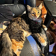 Pumpkin is registered to the contest to win money with this photo: cat, calico, feline, pet, animal, lounging, chair, scratched_furniture, indoor, fur, collar, bell, paw, tail, wooden_floor, household, relaxed, domestic, closeup, comfortable