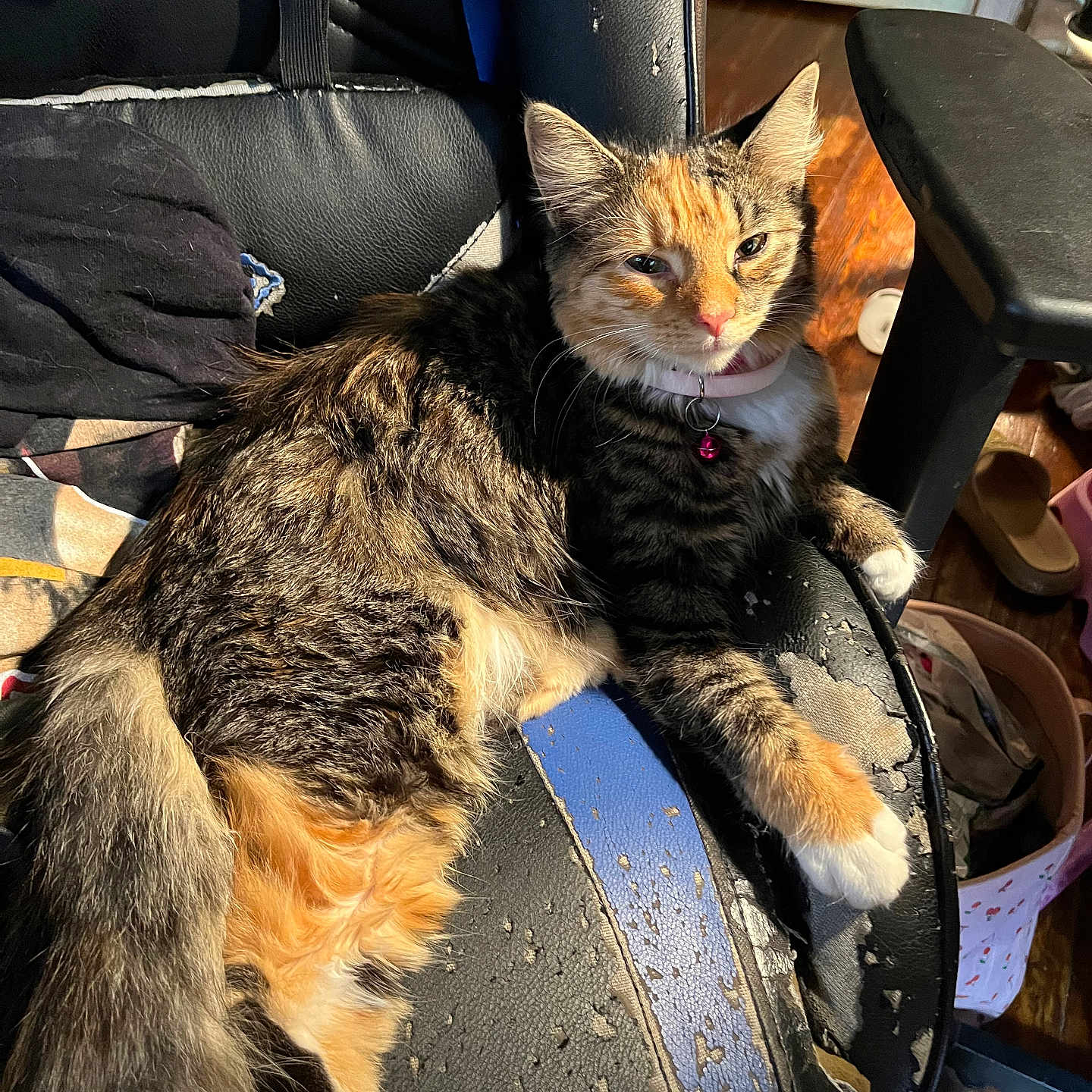 Pumpkin is registered to the contest to win money with this photo: animal, bell, calico, cat, chair, closeup, collar, comfortable, domestic, feline, fur, household, indoor, lounging, paw, pet, relaxed, scratched_furniture, tail, wooden_floor