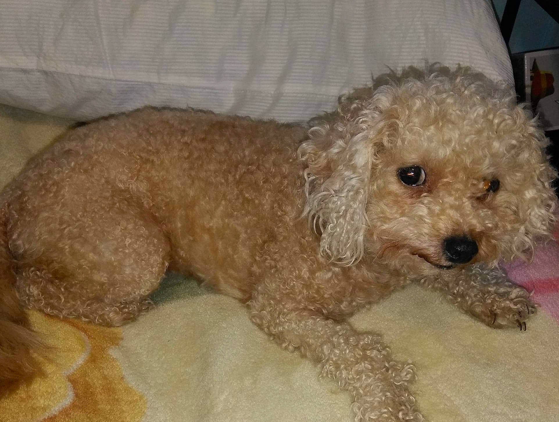 Nalani is registered to the contest to win money with this photo: canidae, carnivore, companion_dog, dog, dog_breed, fawn, labradoodle, mammal, non_sporting_group, pet_supply, poodle, poodle_crossbreed, snout, sporting_group, toy_dog, vertebrate, water_dog, working_animal, working_dog