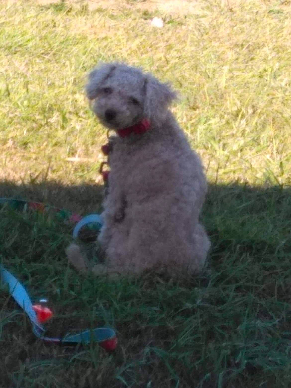 Nalani is registered to the contest to win money with this photo: canidae, carnivore, companion_dog, dog, dog_breed, field, grass, grass_family, grey, non_sporting_group, poodle, poodle_crossbreed, prairie, sporting_group, standard_poodle, toy, toy_dog, water_dog, working_animal, working_dog