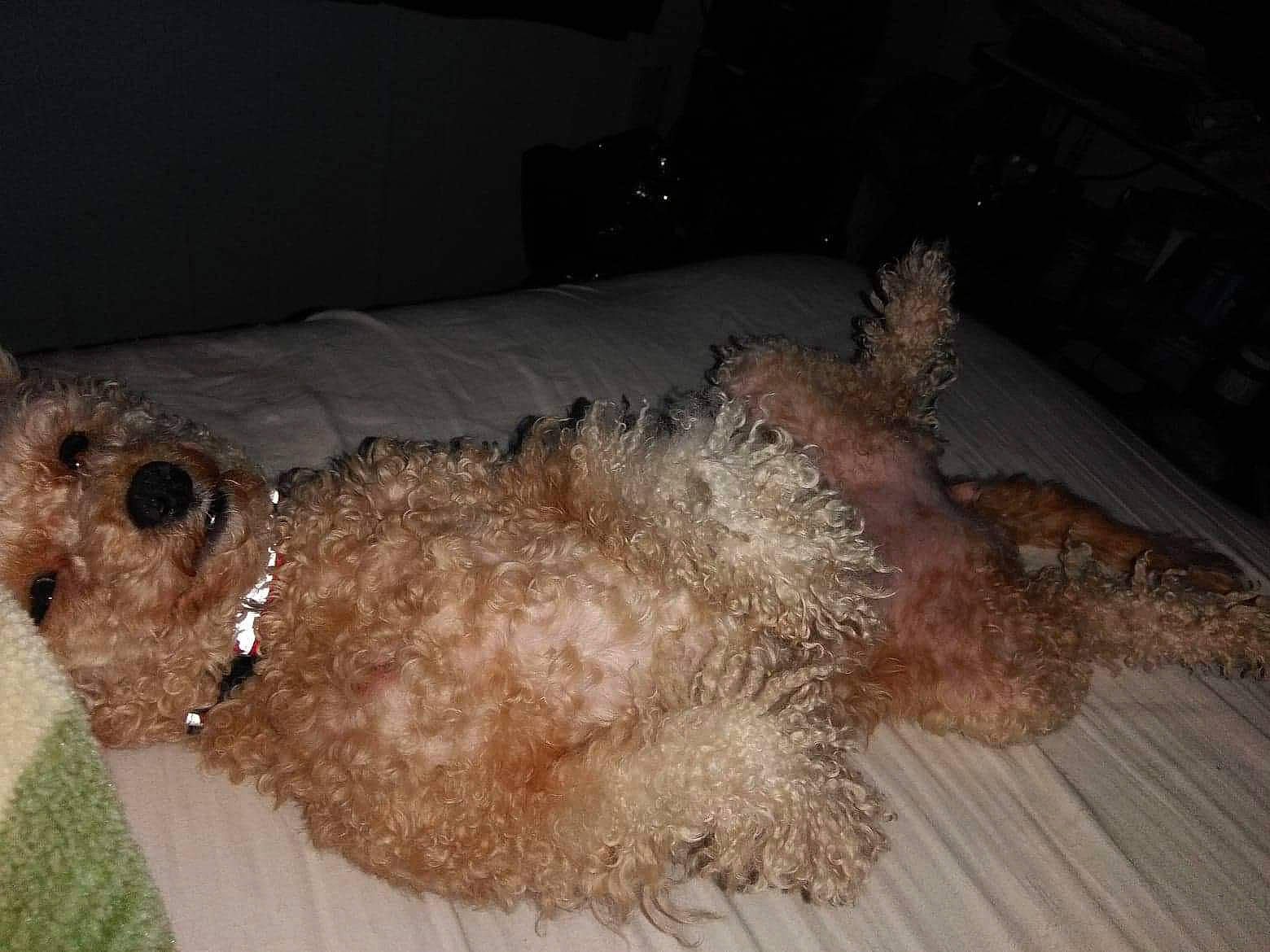 Nalani is registered to the contest to win money with this photo: brown, canidae, carnivore, companion_dog, dog, dog_breed, fawn, fur, liver, poodle, poodle_crossbreed, sporting_group, stuffed_toy, tail, toy_dog, water_dog, working_animal, working_dog