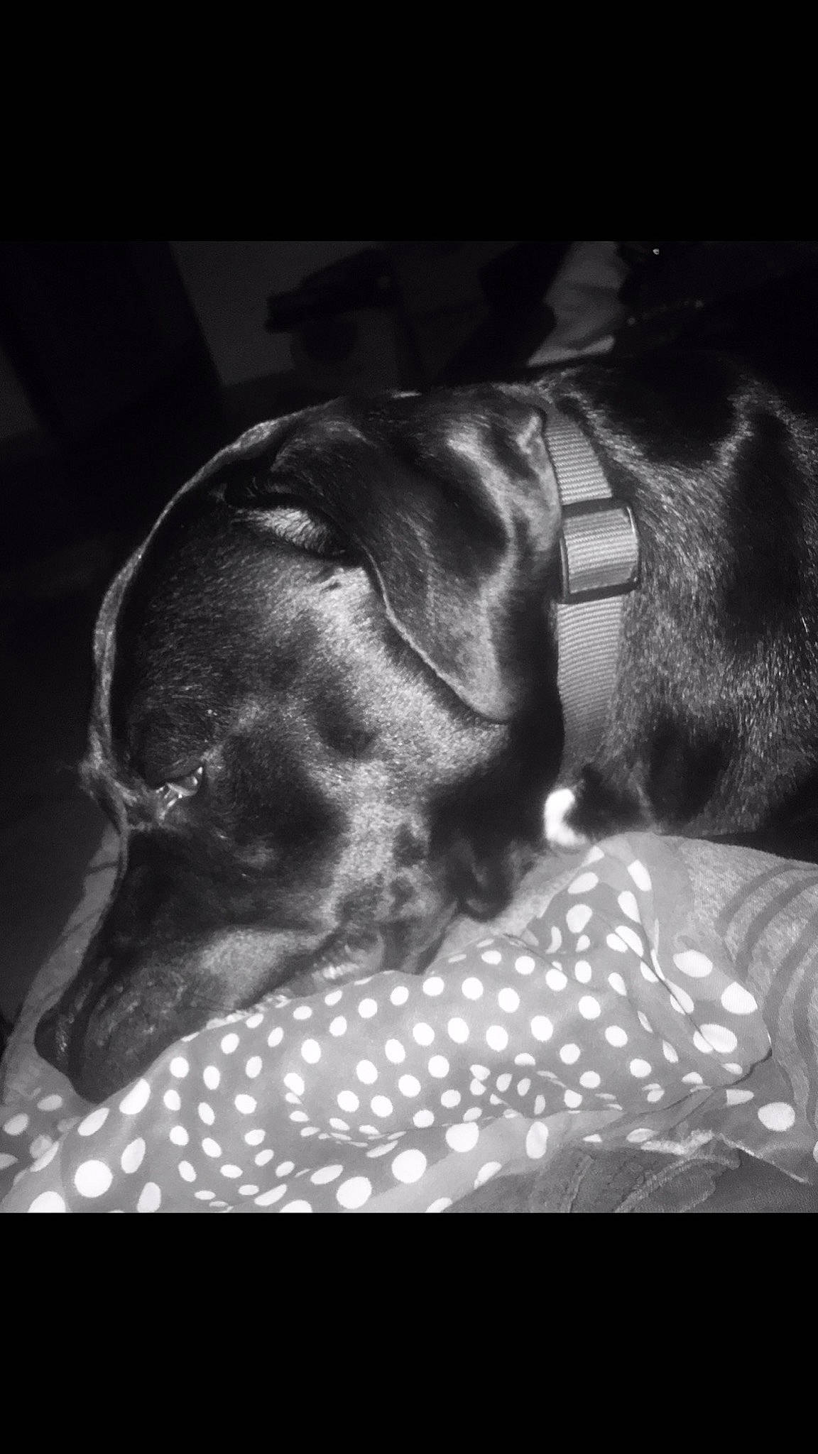 Rox a rejoint le concours — aidez-le/la à gagner de superbes lots ! black, black_and_white, canidae, carnivore, dachshund, dog, dog_breed, ear, monochrome, monochrome_photography, photography, snout, sporting_group, style, vizsla, weimaraner