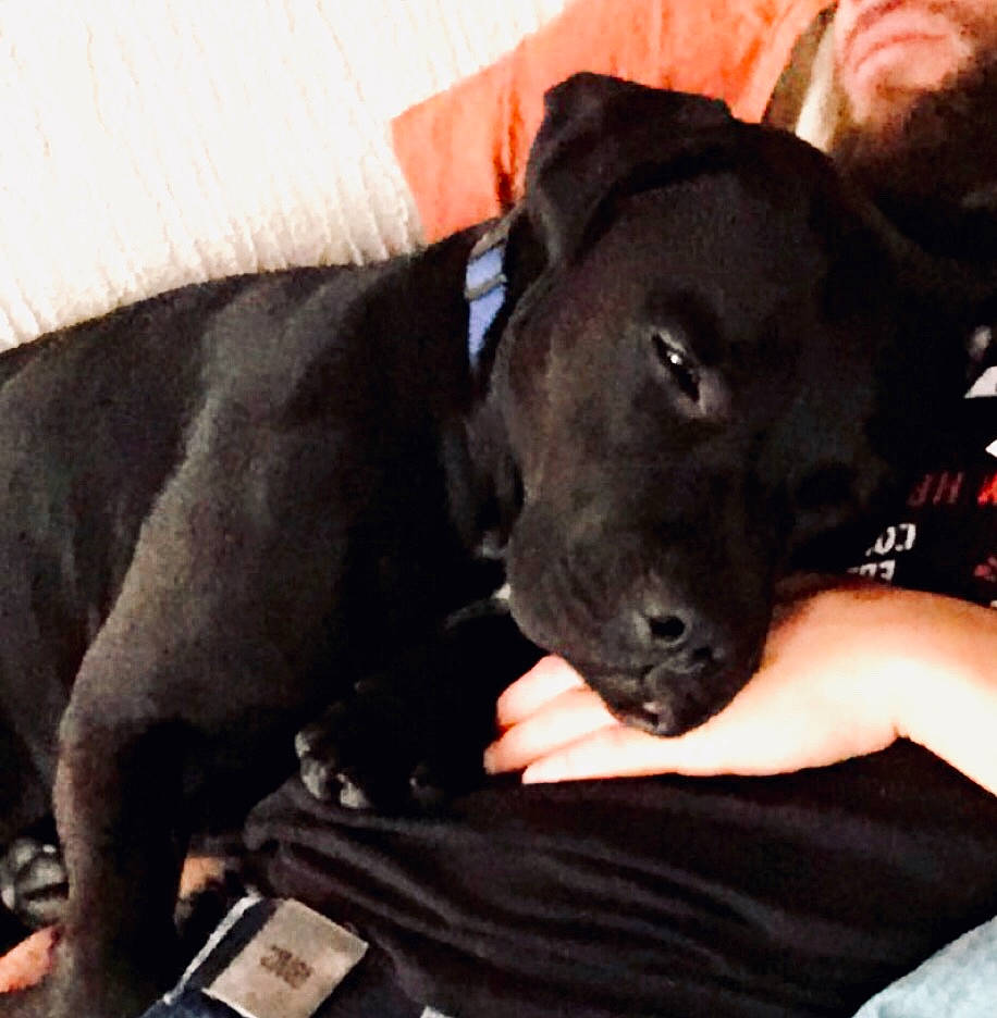 Rox a rejoint le concours — aidez-le/la à gagner de superbes lots ! borador, canidae, carnivore, companion_dog, dog, dog_breed, ear, formosan_mountain_dog, labrador_retriever, mammal, non_sporting_group, nose, patterdale_terrier, puppy, rare_breed_dog, retriever, snout, sporting_group, vertebrate