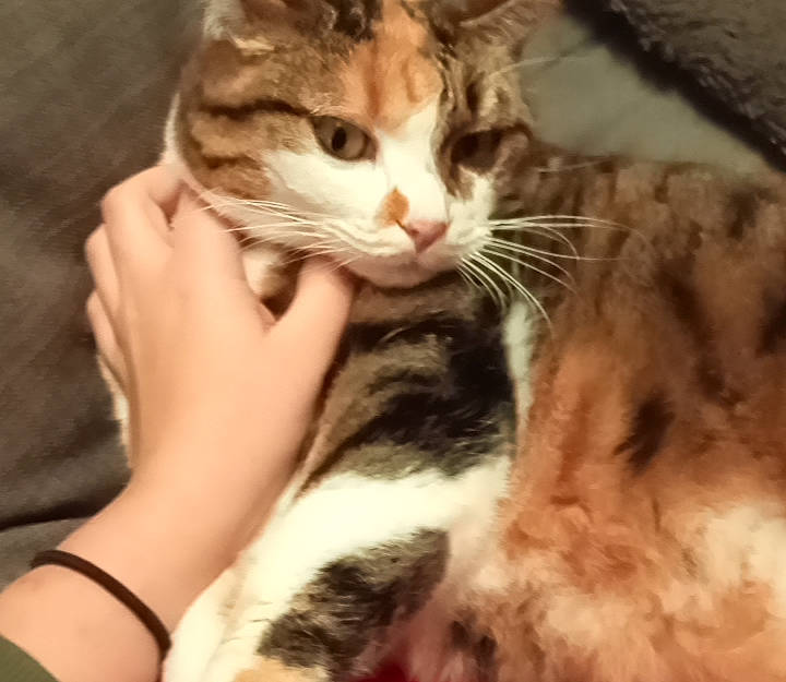 Clochette participe au concours pour gagner de l'argent avec cette photo : carnivore, cat, comfort, domestic_short_haired_cat, ear, fawn, felidae, fur, gesture, lap, mammal, nail, paw, small_to_medium_sized_cats, snout, tail, tree, vertebrate, whiskers, window