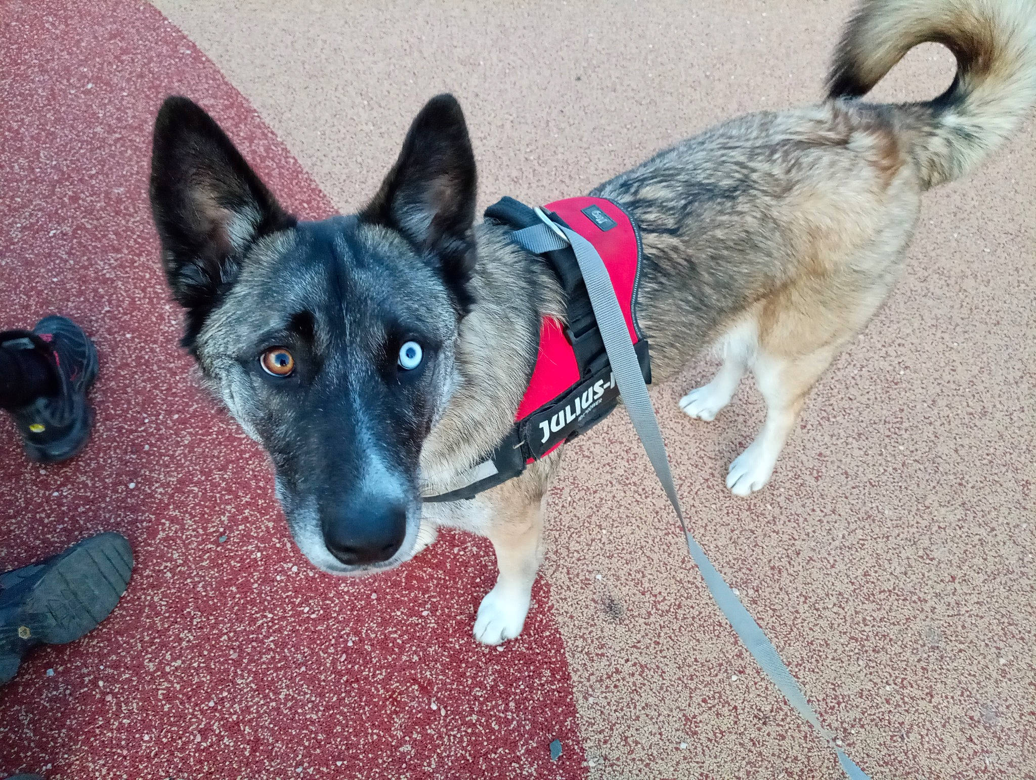 Snow participe au concours pour gagner de l'argent avec cette photo : ancient_dog_breeds, backpack, bag, carnivore, collar, companion_dog, dog, dog_breed, dog_collar, dog_supply, electric_blue, herding_dog, luggage_and_bags, non_sporting_group, pet_supply, sporting_group, tail, working_animal, working_dog