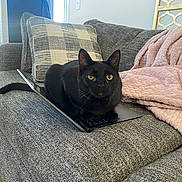 Willow is registered to the contest to win money with this photo: black_cat, cat, laptop, couch, blanket, pillow, indoor, pet, feline, window, cozy, gray_couch, pink_blanket, wood_floor, relaxing, domestic_animal, home_interior, furniture, daylight, resting