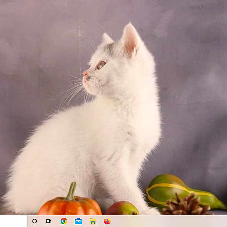 Petit-Gibus participe au concours pour gagner de l'argent avec cette photo : angora, animal, art, bellpepper, cat, citrusfruit, computerhardware, electronics, food, fruit, hardware, kitten, manx, orange, pepper, pet, plant, produce, pumpkin, vegetable