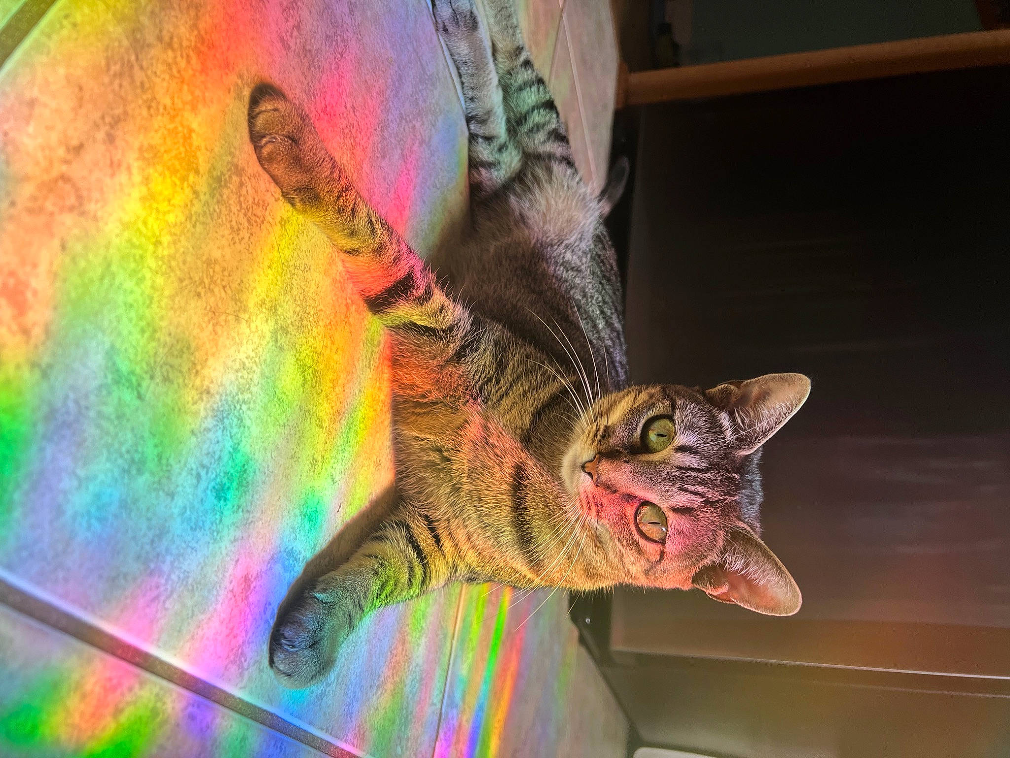 Bambi is registered to the contest to win money with this photo: art, carmine, carnivore, cat, claw, domestic_short_haired_cat, felidae, fur, human_leg, illustration, magenta, pattern, small_to_medium_sized_cats, snout, tail, toy, tree, visual_arts, whiskers, wildlife