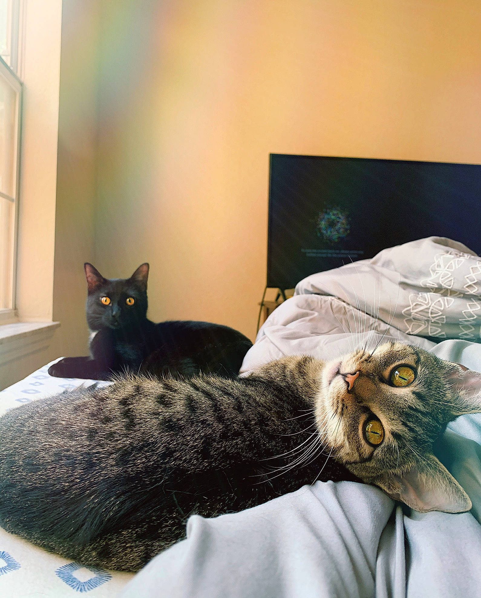 Bambi is registered to the contest to win money with this photo: bed, bedding, bedroom, black_cat, carnivore, cat, comfort, couch, domestic_short_haired_cat, felidae, fur, grey, linens, paw, room, small_to_medium_sized_cats, tail, textile, whiskers, wood