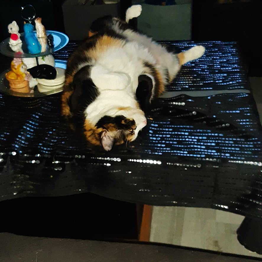 Laurence Dupuy a rejoint le concours — aidez-le/la à gagner de superbes lots ! animal, black, calico_cat, cat, cozy, decor, feline, figurines, furniture, home, indoor, lying_down, pet, relaxing, sequin_tablecloth, shelf, table, tv_screen, upside_down, zebra_pattern