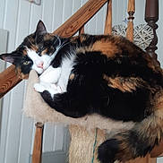 Laurence Dupuy a rejoint le concours — aidez-le/la à gagner de superbes lots ! animal, calico_cat, cat, cozy, decor, fur, furniture, heart_decoration, home, indoor, paw, pet, relaxing, resting, scratching_post, sleepy, stairs, tail, whiskers, wooden_stairs