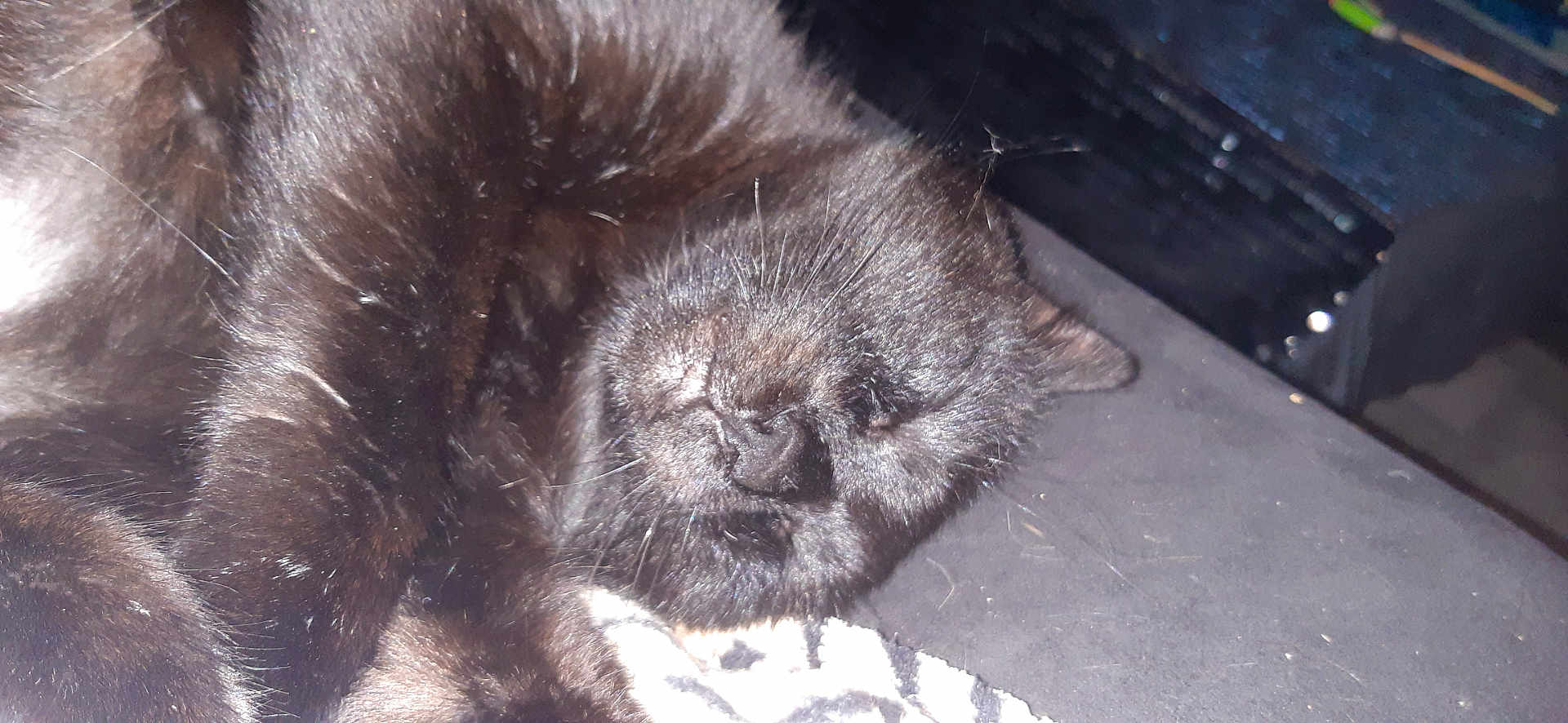 Titi participe au concours pour gagner de l'argent avec cette photo : animal, black_cat, blanket, cat, close_up, cozy, cute, domestic_animal, feline, fur, indoor, mammal, nap, peaceful, pet, relaxation, resting, sleeping, soft, whiskers