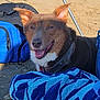 Mr. Bentley Wilcox is registered to the contest to win money with this photo: animal, architecture, backpack, backpacking, bag, baggage, blanket, canine, dog, hardwood, person, pet, puppy, racket, sport, stainedwood, suitcase, tennis, tennisracket, wood