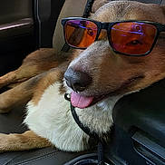 Mr. Bentley Wilcox is registered to the contest to win money with this photo: animal, brown_fur, canine, car_seat, casual, close_up, collar, comfort, cute, dog, funny, inside_car, leisure, pet, portrait, relaxed, seat, sunglasses, tongue_out, white_fur
