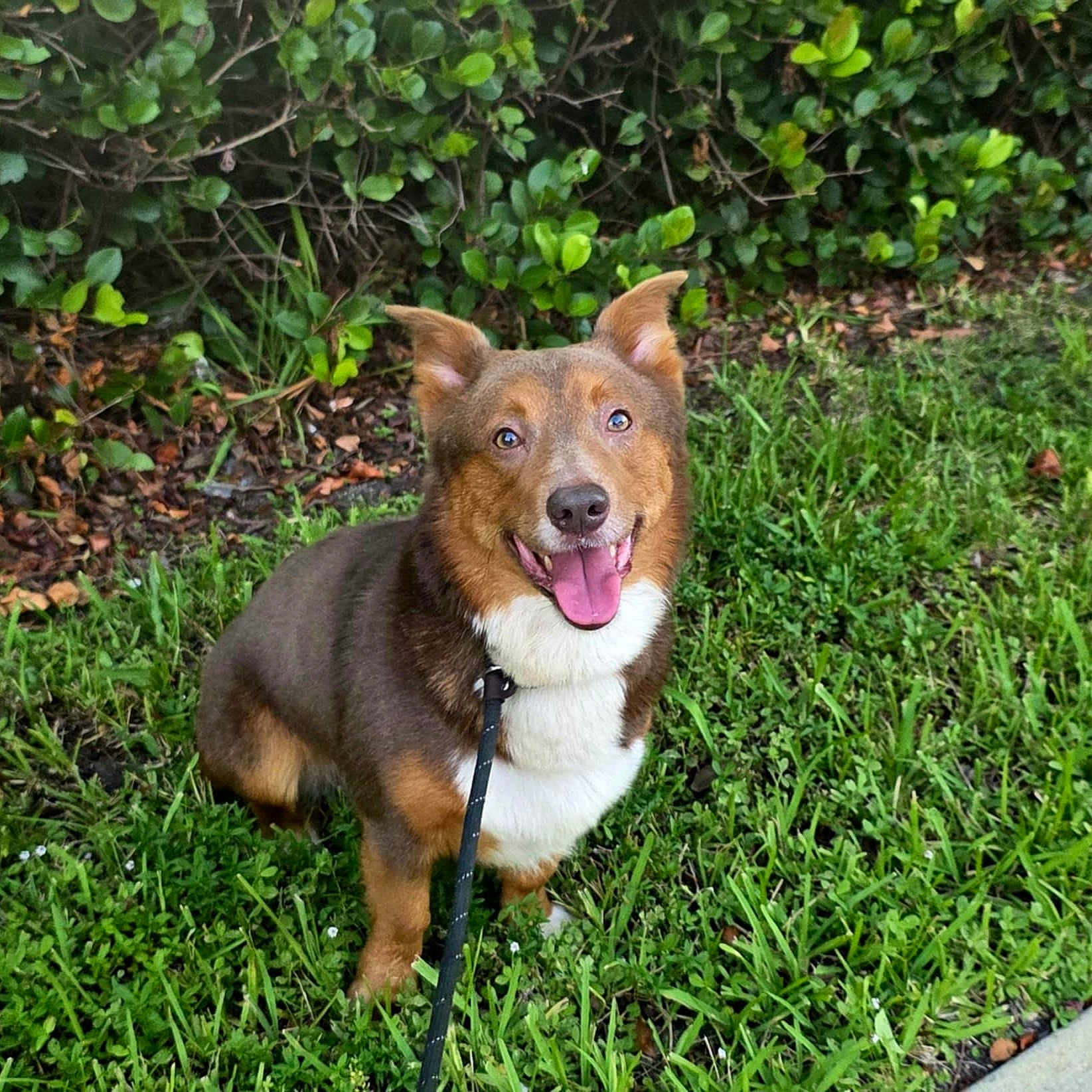 Bentley Wilcox is registered to the contest to win money with this photo: animal, brown_dog, canine, closeup, daylight, dog, ears_up, fur, grass, greenery, happy, leafy_background, leash, nature, outdoor, pet, sidewalk, sitting, smiling, tongue_out