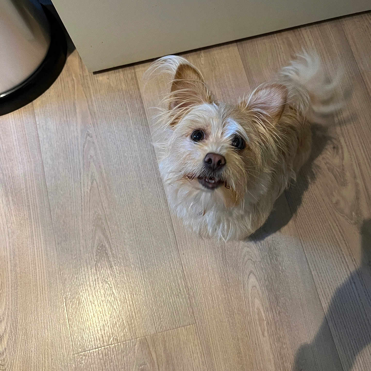 Muffin is registered to the contest to win money with this photo: alert, animal, brown_nose, companion, cute, dog, ears, floor, fur, indoor, light, looking_up, pet, shadow, shoe, small_dog, tail, trash_can, waiting, wooden_floor