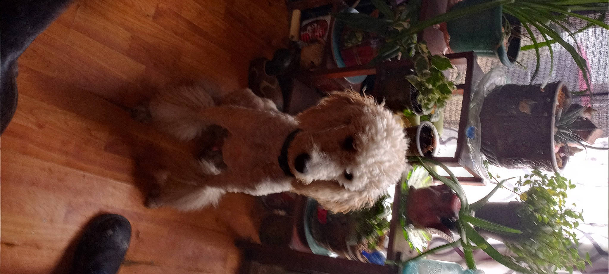 Griffin joined the competition — help win amazing prizes! canidae, carnivore, chair, companion_dog, dog, dog_breed, fawn, fur, hardwood, houseplant, plant, room, sporting_group, stuffed_toy, tableware, tennis_ball, toy_dog, whiskers, wood, working_animal