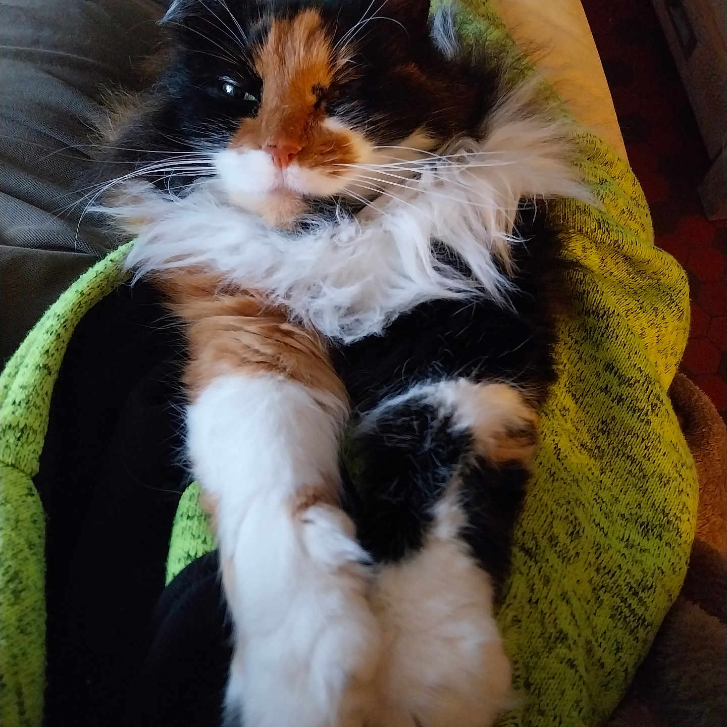 Maya participe au concours pour gagner de l'argent avec cette photo : animal, calico_cat, cat, closeup, clothing, cozy, face, feline, fluffy, fur, green_sweater, indoor, lap, paw, person, pet, relaxed, resting, stretching, whiskers